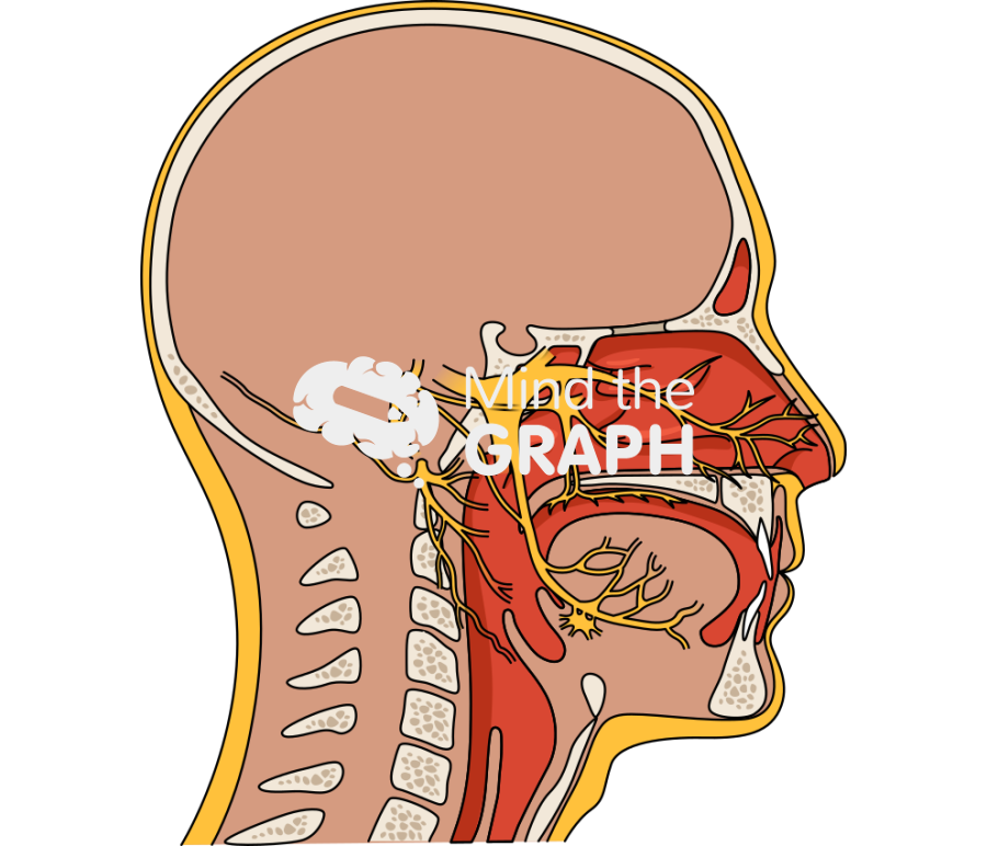 Trigeminal nerve head human lateral Icons, Symbols, Pictures, and Images